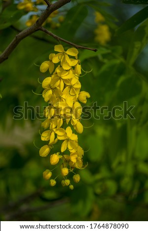 Close up of a yellow flower blooming on a golden shower tree or golden rain tree on a green background.