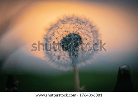 dandelion on background of sunset sky