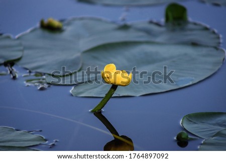 Yellow water Lily, flower close-up on a background of green leaves. Yellow leaves and water Lily flowers in the pond.
