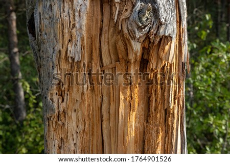 An old, sick, rotten tree trunk in the woods. Pine wood texture showing gnawed paths of tree pests. Tree diseases, pests. Royalty-Free Stock Photo #1764901526