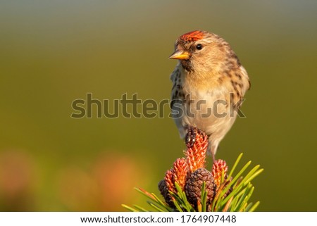 Lesser redpoll (Acanthis cabaret), with beautiful green coloured background. Colorful song bird with red feather sitting on the branch in the mountains. Wildlife scene from nature, Czech Republic Royalty-Free Stock Photo #1764907448