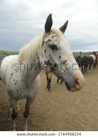 Horses on extreme close up picture