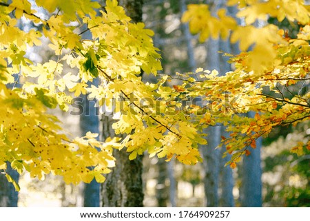 Autumn chestnut leaves on a tree branch.