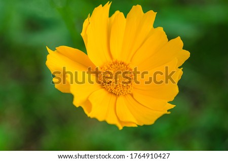 Beautiful sunny yellow flower on green background (Coreopsis grandiflora)
