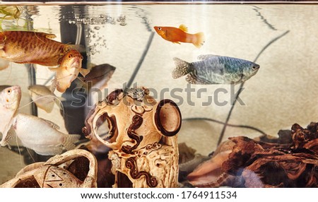 Tropical gourami fish trichogaster in the aquarium. Colourfull fishes on a clear water background