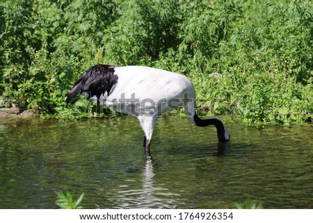 japan stork drinks water from a pond
