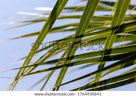 Beautiful palm leaves in summer times