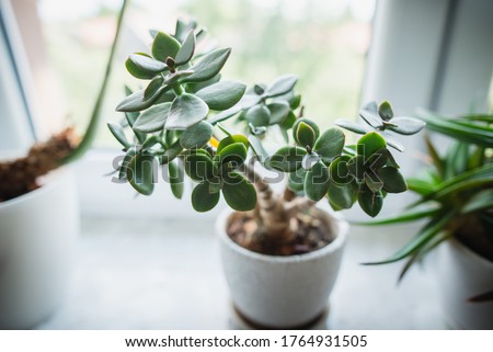 houseplant Crassula ovata jade plant money tree in white pot Royalty-Free Stock Photo #1764931505