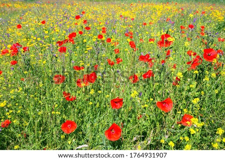 Poppies and other wildflowers on a background of blue sky. Summer natural background.