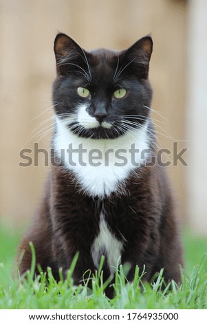 Black and white adult cat