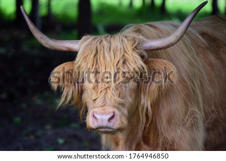 A Scottish highland cattle, with horns and a lot of fur, stands in the forest and is resting