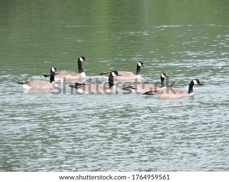Wild ducks at Canada´s Lakes