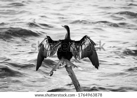 A darter bird in black and white holding its wings out to dry by the seaside 