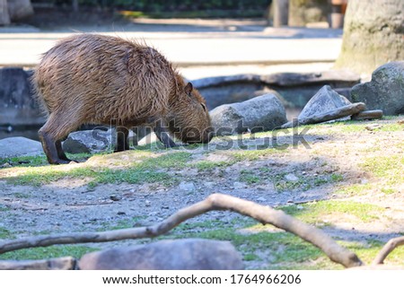 Cute capybara scenery. In Nagasaki Prefecture, Japan.