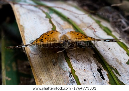 An orange and black spotted butterfly pauses for a close up on the leaf of a palm 
