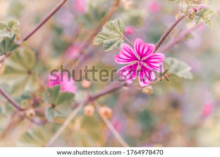 Beautiful pink flower with striped petals on a background of bright tender greens