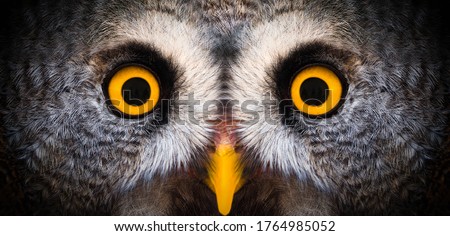 Big yellow eyes of a owl close-up. Great owl eyes looking at camera. Strigiformes nocturnal birds of prey, binocular vision Royalty-Free Stock Photo #1764985052