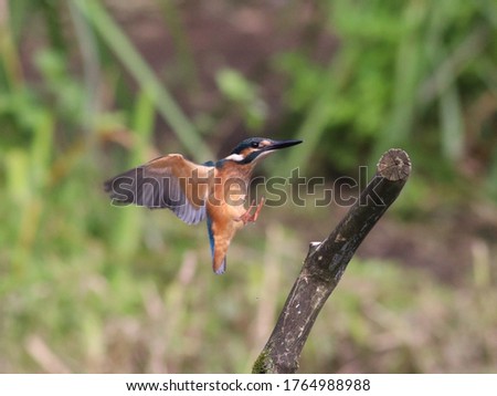 On June 27, 2020, I took a picture of a kingfisher that flew many times, although the weather was hot in Izuminomori, Yamato City, Kanagawa Prefecture.