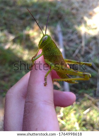 Grasshopper is an insect that has an antenna that is almost always shorter than its body, this insect is often not seen between in the leaves or grass.