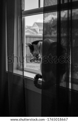 Calico cat sitting in window sill