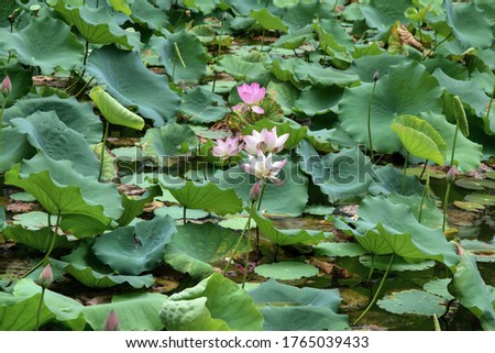 Lotus flower - symbol of divine beauty and purity. Small lake covered with lotus in full bloom.