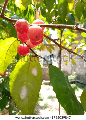 small red fruits on the tree