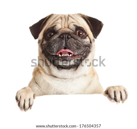 Pug Dog with blank billboard. Dog above banner or sign. Pug dog portrait over white background Royalty-Free Stock Photo #176504357
