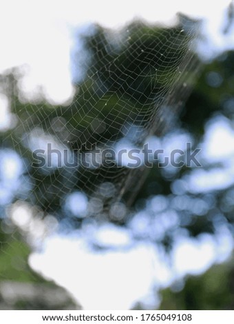 Spider web or cobweb on the autumn meadow make net. Shot to spiderweb in garden with tree and bokeh background. Bangkok Thailand Asia