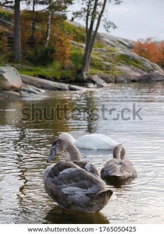 Swans Eating in the Sea