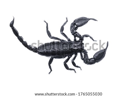 Emperor Scorpion,(Pandinus imperator) isolated on white background. Insect.poisonous sting at the end of its jointed tail, which it can hold curved over the back.