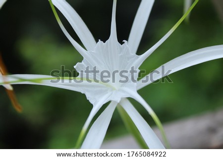 White flower natural background photo cover