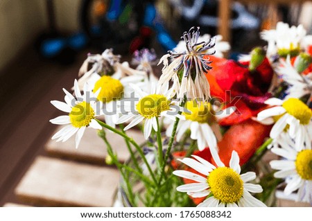 A closeup of potted oxeye daisies under the sunlight with a blurry background