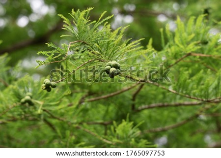 Bald cypress (Taxodium distichum) is a Cupressaceae deciduous coniferous tree native to North America and grows in wetlands. Royalty-Free Stock Photo #1765097753