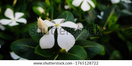 beautiful white flower found in indian tropic and sub tropic region 