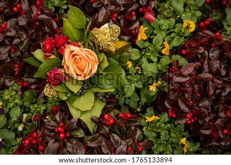 cemetery flower garden floral autumn moody dramatic scenic view photography in soft orange brown and green colors