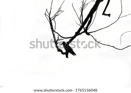 crows sitting on a tree in winter or autumn forest on white background.