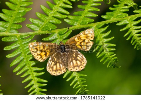 Hamearis lucina, Duke of Burgundy, Lepidoptera, butterfly basking on the leaf with open wings.