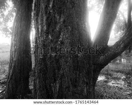 black and white image of trees for printing or notebook cover, abstract background, outside photography, 