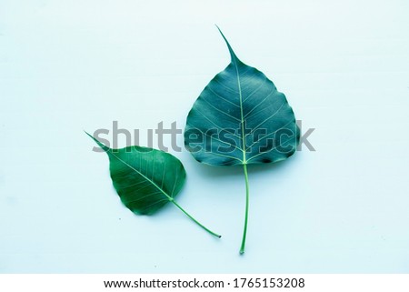 Banyan Leafs Isolated on white background.