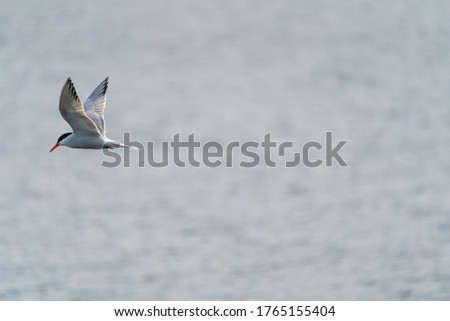 Сommon tern (Sterna hirundo) in flight with natural sea background. The common tern is a seabird in the family Laridae. Blurred background, Selective focus.