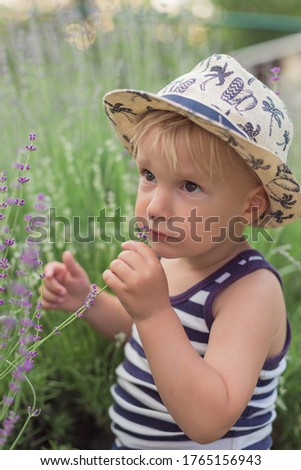 A beautiful baby blond-haired boy inhales the scent of lavender and touches the lavender flowers with his hands. Summer holidays. Nature and children's relaxing holiday