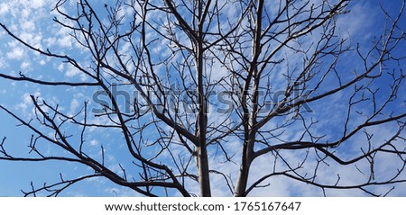 Walnut tree with bare branches in the blue sky with clouds in early spring.