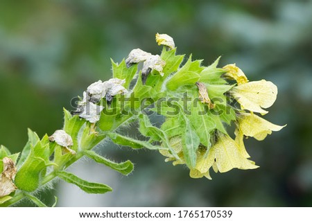 photos of wild plants and medicinal plants