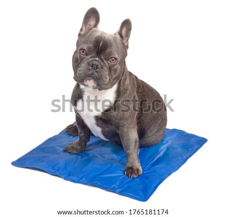 Cute blue french bulldog sitting on cool mat looking up into camera from side isolated on white background