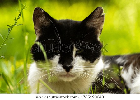 Black-white cat is resting in the grass, gloomy look