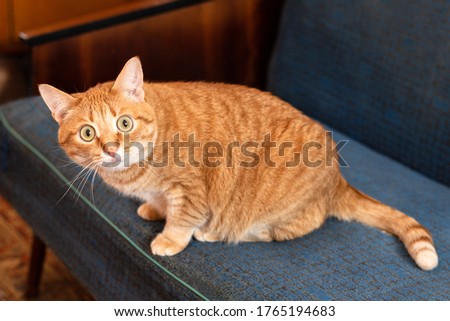 A frightened, surprised red cat with big round eyes sits on the couch. Pet, fat cat. Selective focus. Royalty-Free Stock Photo #1765194683