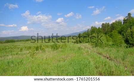 The Nature Of The Siberia. Forest. Fields. Blue sky. Green grass.