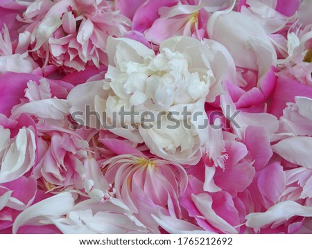 Flower background with white peony and pink pion petals. Romantic flower pattern with blooming for screen saver, wallpaper, card design, cover printing, artwork style in pastel colors