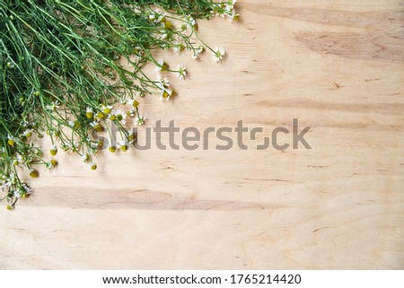 Tiny white camomiles with green stems scattered on wooden table. Natural background picture of wild flowers. Nature protection concept. Ecological texture for poems, letters, romantic notes.