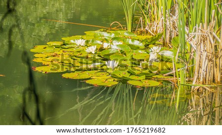 In the picture we see a beautiful pond and beautiful water lilies

